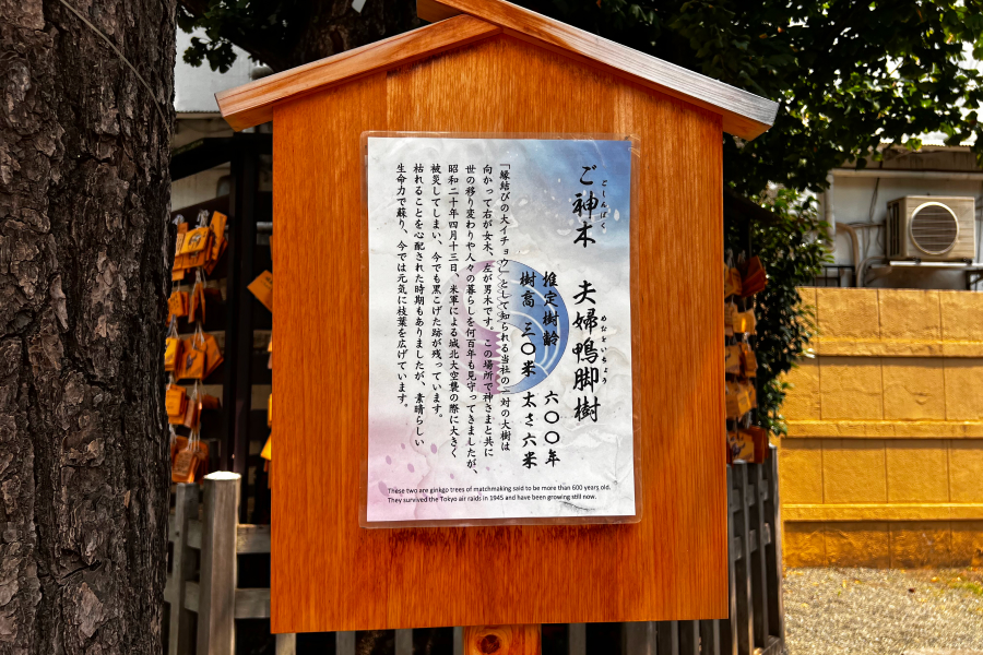 ご神木の説明書きの写真