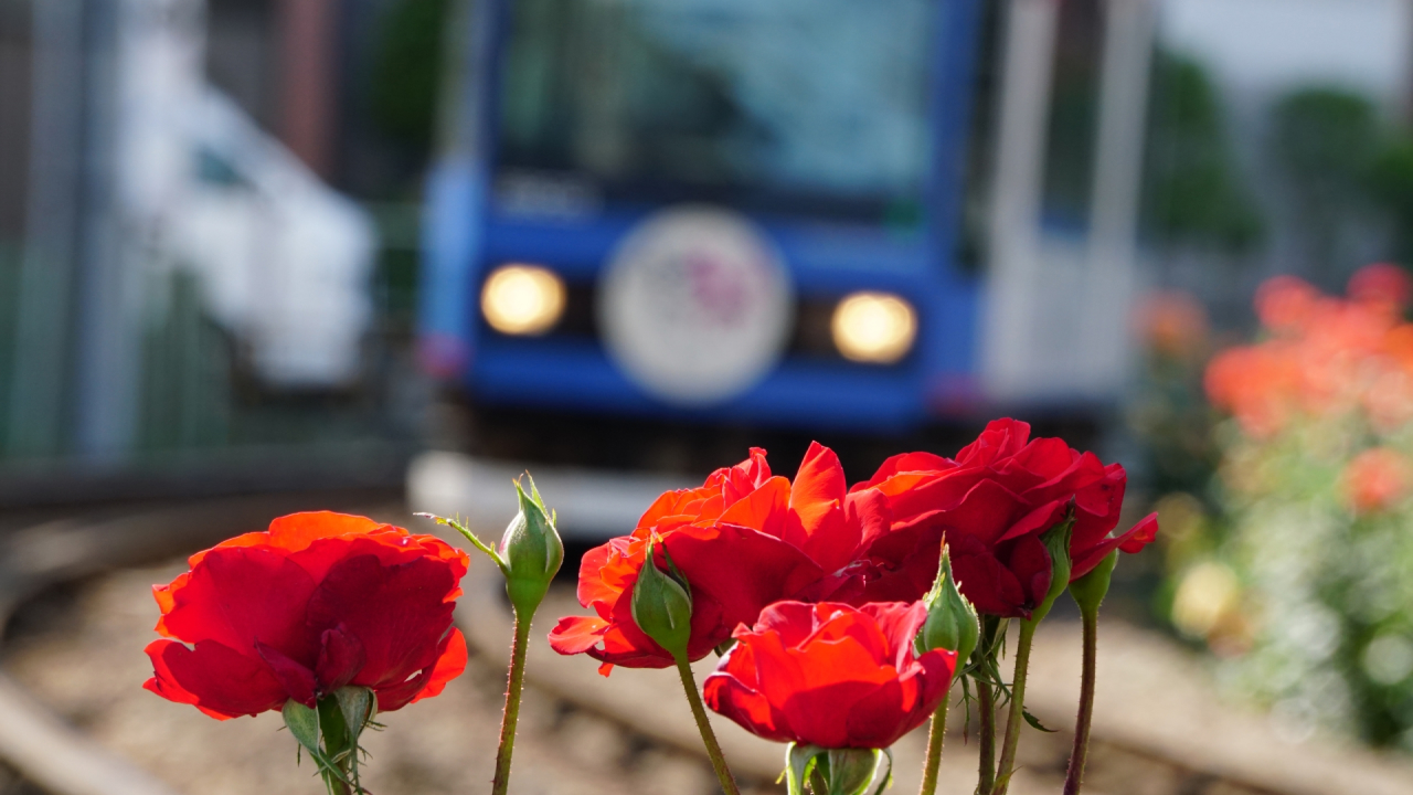 都電とバラのフリー素材。