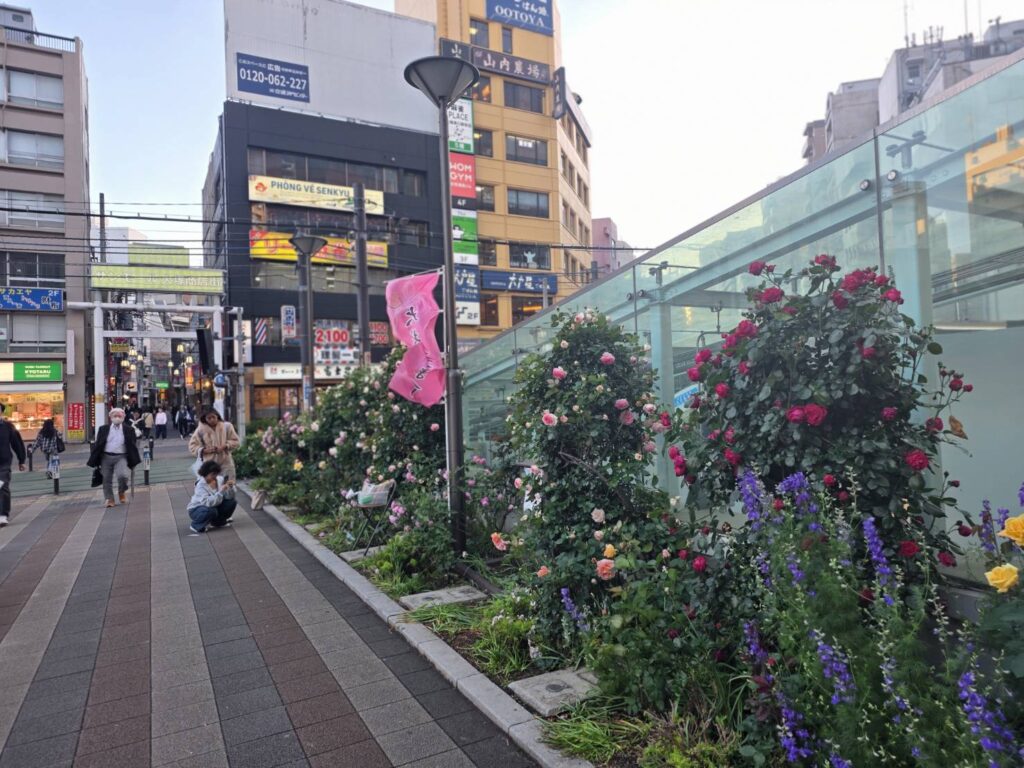 花壇に咲くバラとっその写真を撮る人々